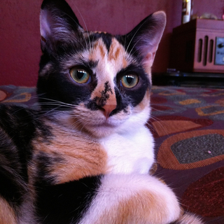 Illustration for article titled Your Cat Makes You Look Like a Dog